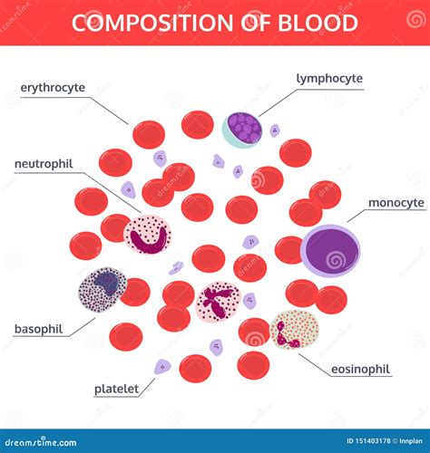 Medical Infographics of Composition of Blood. View Under the Microscope ...