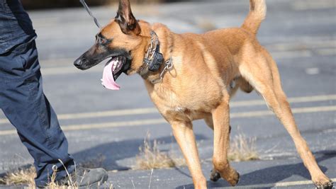American Police Dog Breeds