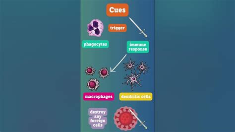 Image result for How the Immunity Systems Work