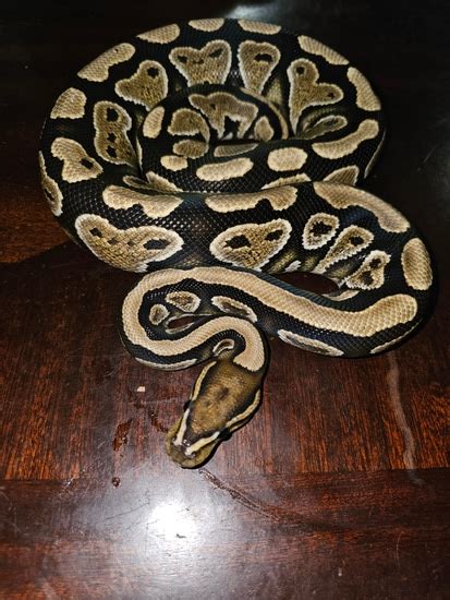 Image result for Lace Ball Python