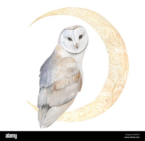 Simple Barn Owl Drawing
