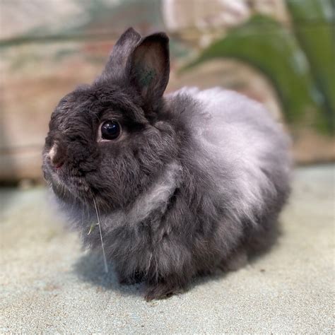 Jersey Wooly Rabbit at Harry Oloughlin blog