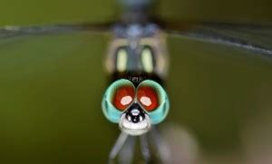 butterfly poster & Titli POSTERS, Dragonfly Poster, Insects Poster ...