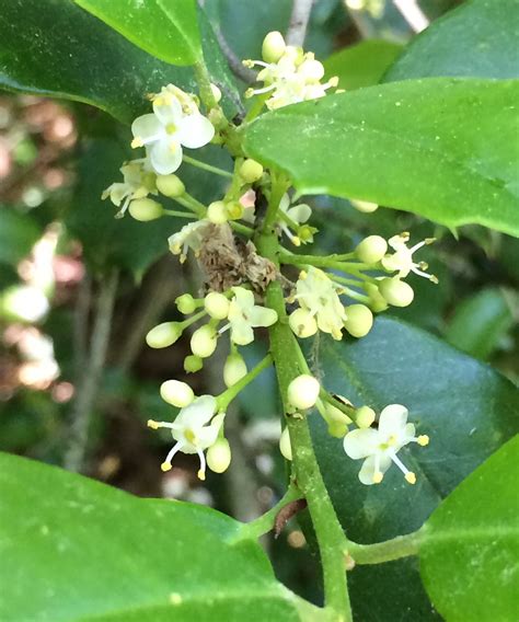 How and when to prune holly bushes for the best results | Gardeningetc