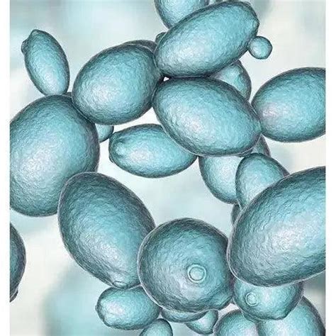 The Essential Yeasts: Galactomyces and Saccharomyces