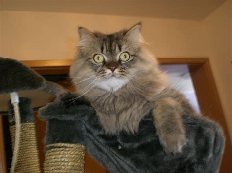 Perser Maincoon Kater zur verkaufen in Neustadt | Tiere | Kleinanzeigen