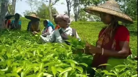 Sustainability push: Tea Board urges strict food safety compliance; new ...