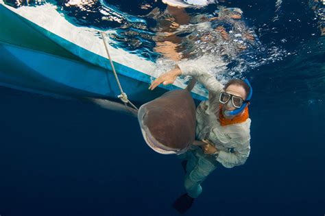 Shark Lab at Bimini | Save Our Seas Magazine