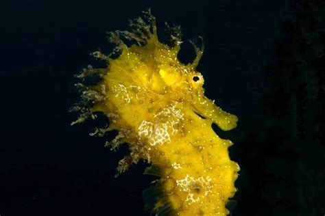 CAVO DIVING (2026) All You Need to Know BEFORE You Go (with Photos ...