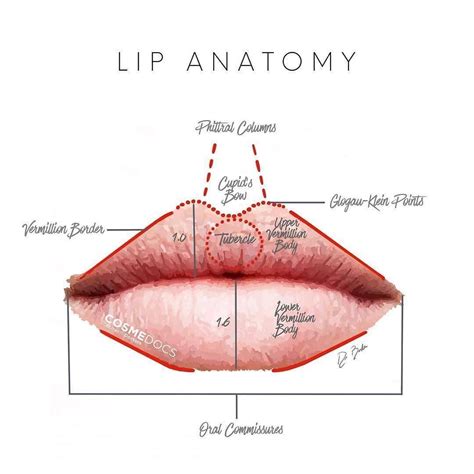 Lower Lip Anatomy