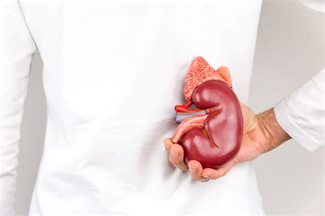 Does Alcohol Cause Kidney Stones