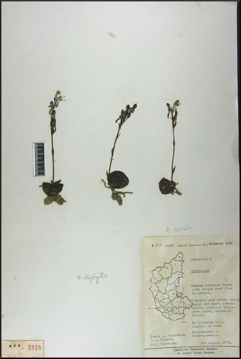 Herbarium JCB