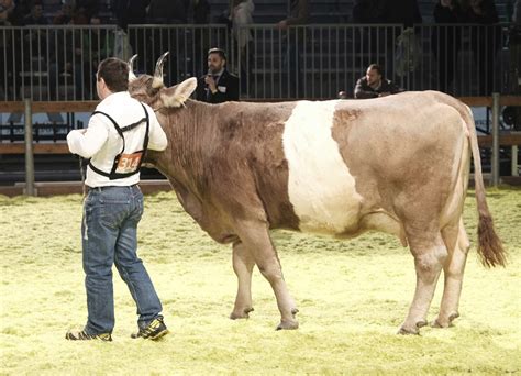 Kühe, die Glück bringen: Erste nationale Tierschau für Blüem und Gurt ...