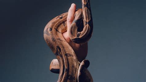 Image result for Python Snake Skin