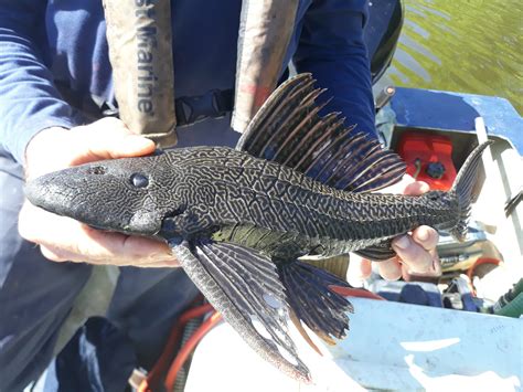 Nuisance & Invasive Species Found in Florida Waterbodies