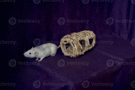husky dumbo rat runs around a straw toy 45641349 Stock Photo at Vecteezy