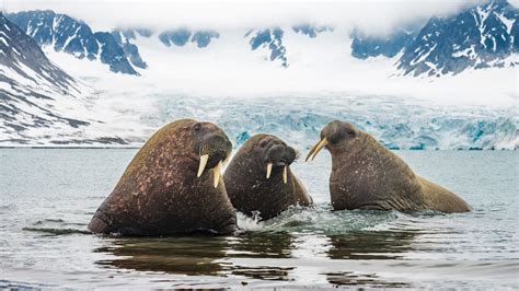 North Pole Animals | A Guide To Wildlife On A North Pole Cruise