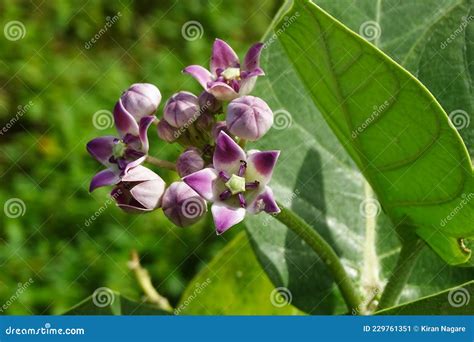 Withania somnifera plant. stock image. Image of leaf - 229761351