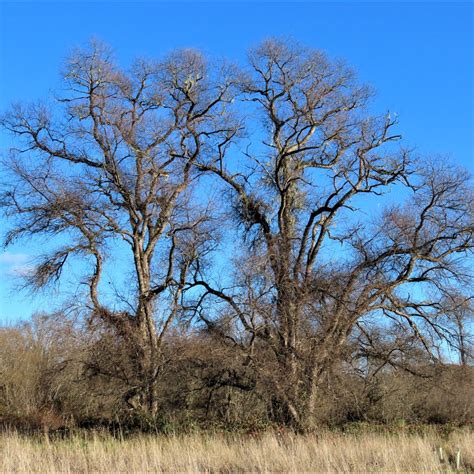 Blooming Winter Willows - MCRCD