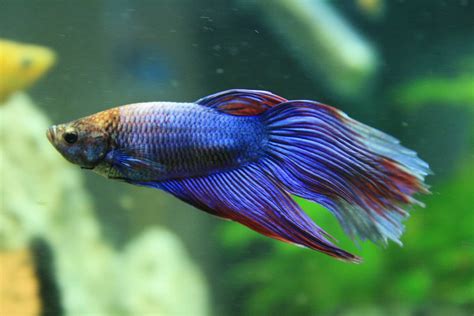 Betta Fish Care Guide: Tank Setup, Diet, Tank Mates, & More!