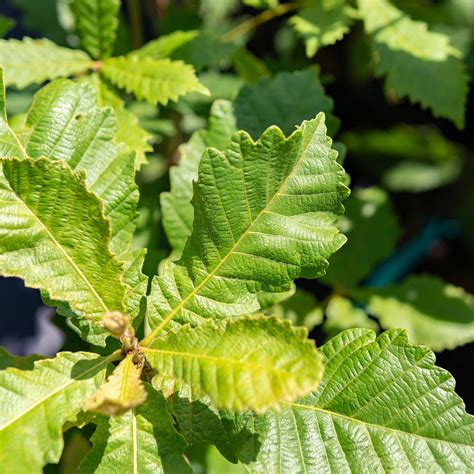 Shop Swamp Chestnut Oak Tree for Sale | Perfect Plants