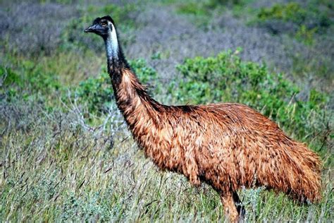Aussie Animals 的图像结果