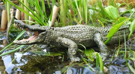 Barodian's Realistic Look Rubber Alligator/Crocodile Toy for Kids [ Any ...