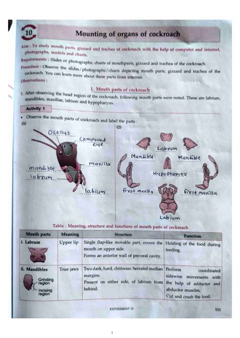 Mounting of Cockroach Organs: Mouthparts, Gizzard & Trachea Study - Studocu
