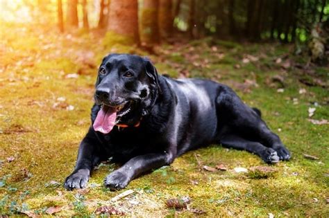 Image result for Labrador Retrievers Good Guarding Dogs