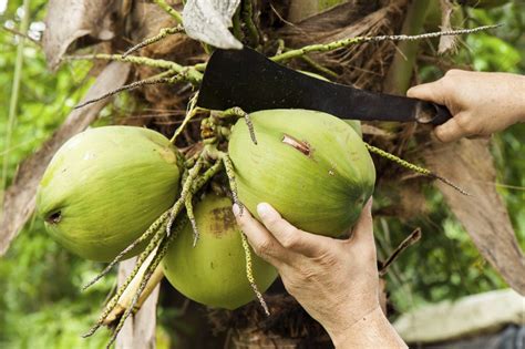 Harvesting Of Coconut Trees - How To Pick Coconuts From Trees ...