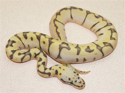 Bald Headed Python 的图像结果