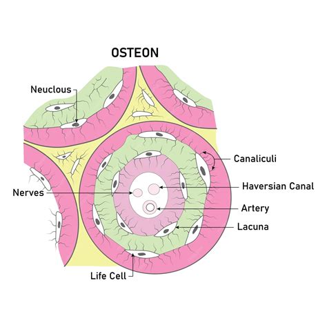 Premium Vector | Osteon Neuclous Canaliculi Haversian Canal Artery Lacuna Life Cell Nerves ...