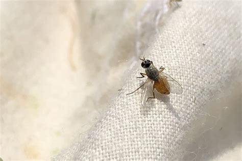 Understanding The Bermudagrass Stem Maggot - Alabama Cooperative ...