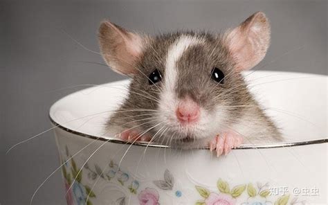 家鼠的生物习性及危害 - 知乎