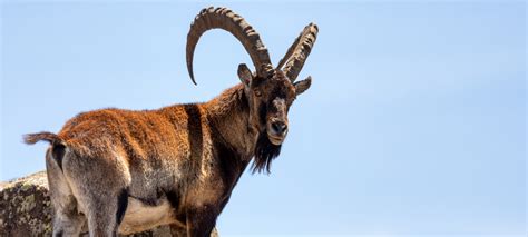 Image result for Ibex Module Video Live