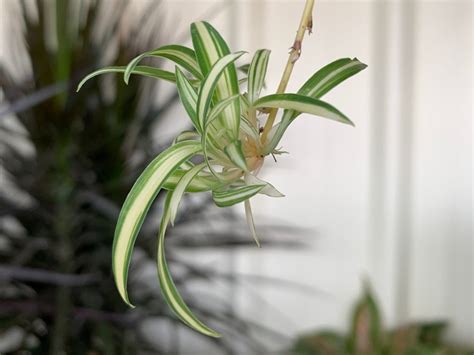 Spider Plant Propagation - Tips For Growing Plantlets From Spider Plants