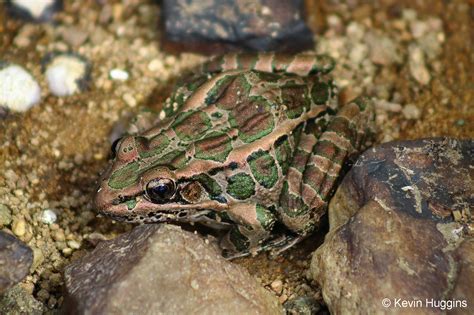 Image result for Cheapickle Frog