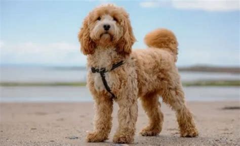 Image result for Cockapoo Grooming Styles