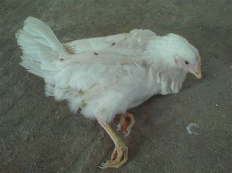 Disease Control And Management