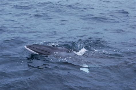 Duikexpeditie bezocht onbekende onderzeeboot | Duikplaats.net