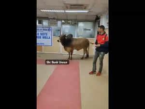viral video: Bull enters SBI branch in Unnao: Harsh Goenka gives stock ...