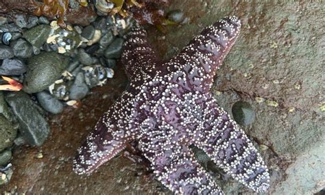 Tide Pools in Crescent City - Visit Del Norte County