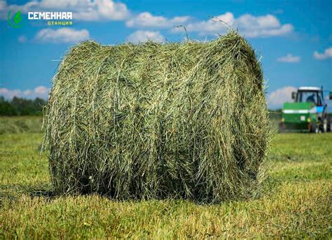 Семена трав оптом и в розницу от производителя - Семенная Станция