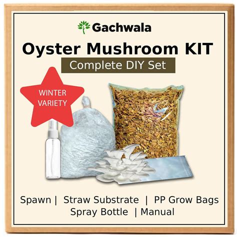 Gachwala DIY Oyster Mushroom Growing Kit – Winter Variety | Indoor ...