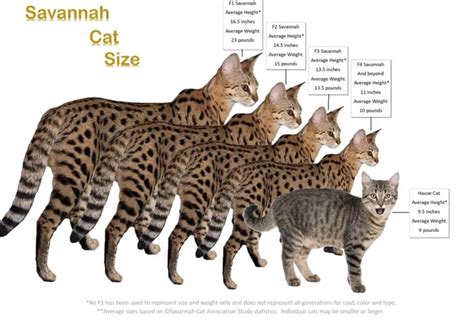 Ocelot Cat Size