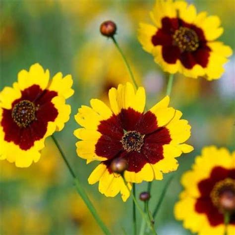 Calliopsis Tinctoria Mix Seeds – Vibrant Semi-Tall Blooms for Gardens ...