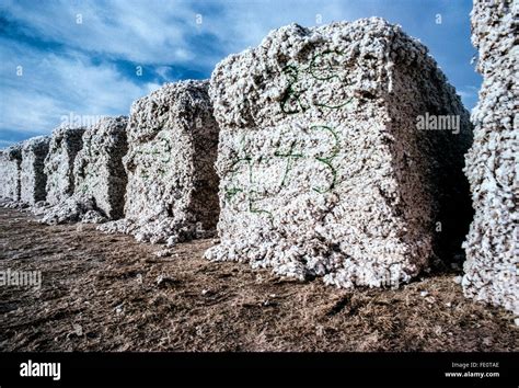 Image result for Loading Cotton Modules