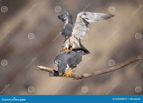Closeup of Peregrine Falcons Mating. Falco Peregrinus Stock Photo - Image of mating, predators ...