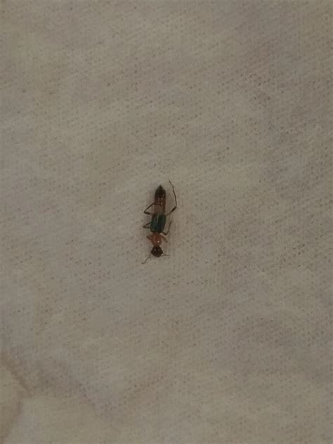 Addis Ababa, Ethiopia; in my bedroom. I have been having bites mostly on my feet, thought it was ...