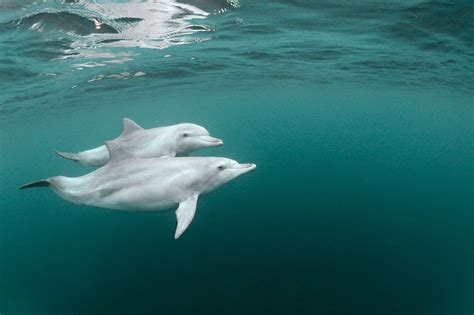Cambodia’s endangered Irawaddy river dolphin numbers grow